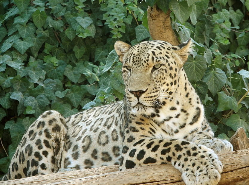 Loepard in Kugti Wildlife Sanctury