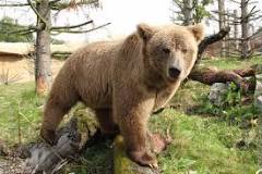 The Brown Bear is a large, powerful mammal found in forests, tundra, and mountainous regions of Kugti Wildlife Sanctuary.