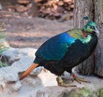 1Monal Pheasant (Lophophorus impejanus) in Kugti 