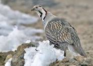 Himalayan Snowcock (Tetraogallus himalayensis)
The Himalayan Snowcock is a large, ground-dwelling bird found in the alpine and subalpine regions of Kugti Wildlife Sanctuary.