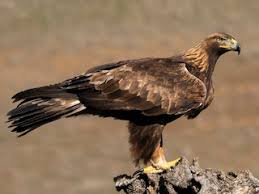 Golden Eagle (Aquila chrysaetos)