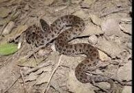 Himalayan Pit Viper (Gloydius himalayanus)