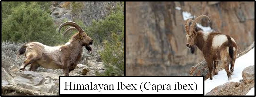 The Ibex is a robust and agile wild goat found in the steep, rugged terrains and alpine regions of the  Kugti wildlife 
 sanctuary.